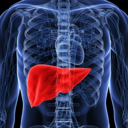 Does increasing protein intake affect kidneys and liver?