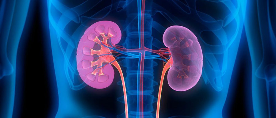 What is the relationship of protein to kidneys
